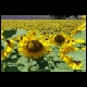 provencebloemen.JPG