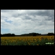 zonnebloemveldregen.JPG
