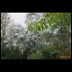 regenachtertuin01.JPG
